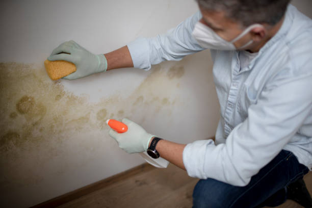 Best Mold Removal Specialists  in Lmdale, PA