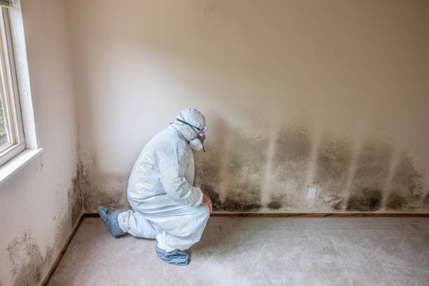 Best Fast Mold Removal  in Lmdale, PA