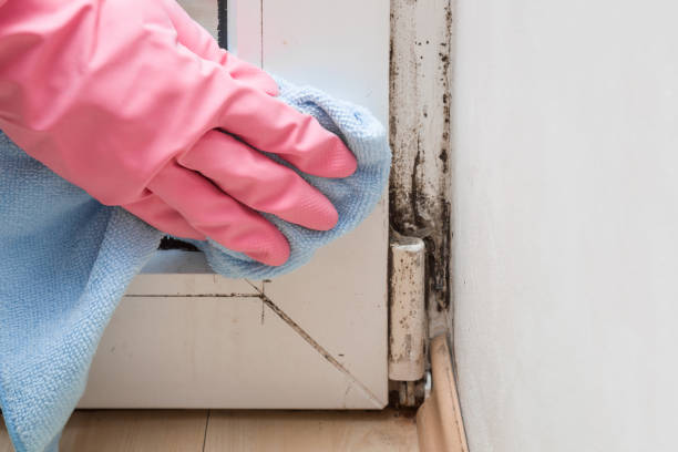 Best Emergency Mold Removal  in Lmdale, PA