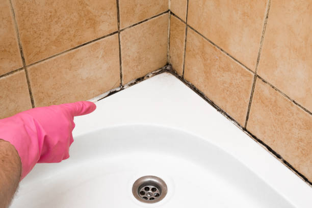 Best Professional Mold Removal  in Lmdale, PA