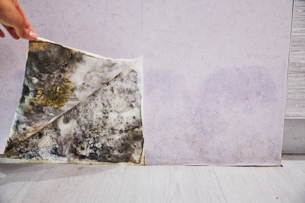 Best Residential Mold Removal  in Lmdale, PA